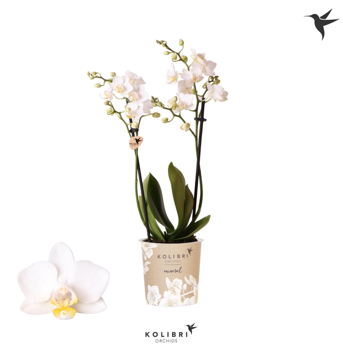 <h4>Kolibri Orchids Phalaenopsis Samoa 2 spike</h4>
