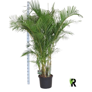 Dypsis lutescens   ...Chrysalidoca