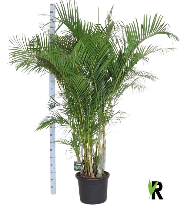 <h4>Dypsis lutescens   ...Chrysalidoca</h4>