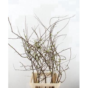 CHAENOMELES SUPERBA WHITE EXTRA 100CM