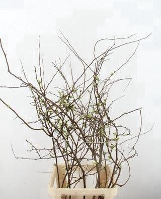 <h4>CHAENOMELES SUPERBA WHITE EXTRA 100CM</h4>