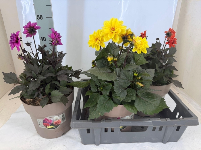 <h4>DAHL GARDEN DL LAVEN</h4>