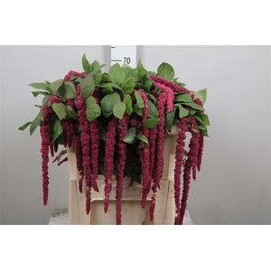 Amar Ca Red Cord