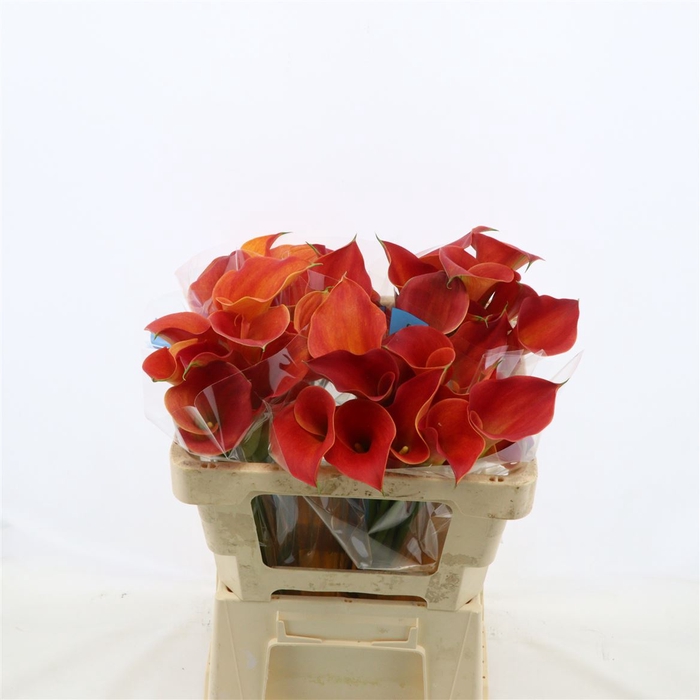 <h4>Calla Sunset Passion</h4>