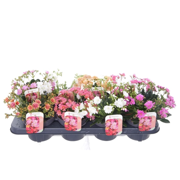 <h4>Lewisia cotyledon</h4>