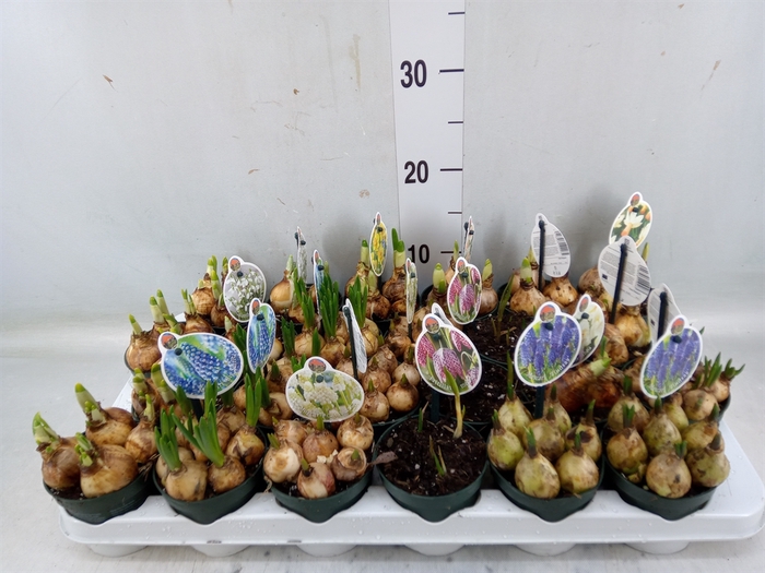 <h4>Flowerbulbs, corns or tubers   ...</h4>