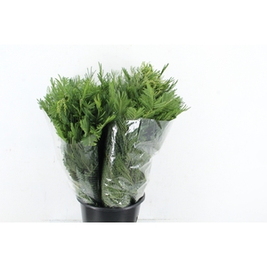 ACACIA MIMOSA LEAFS 300GR SPECIAL