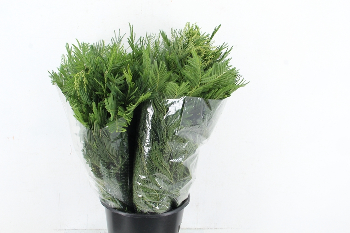 <h4>ACACIA MIMOSA LEAFS 300GR SPECIAL</h4>