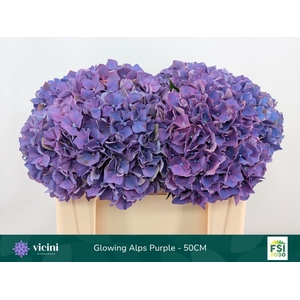 Hydrangea  'Glowing Alps Purple'
