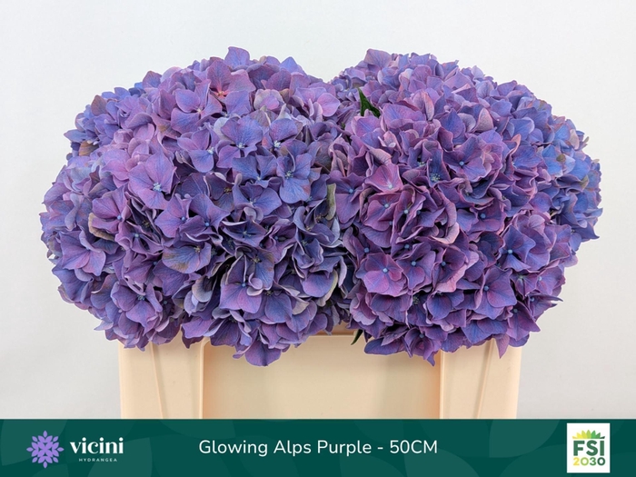 <h4>Hydrangea  'Glowing Alps Purple'</h4>