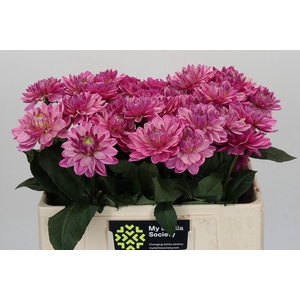 Dahlia Annamarie