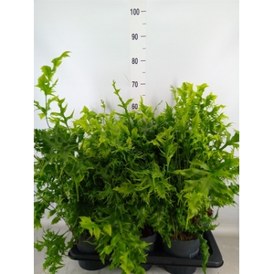 Phymatosorus scolopendria 'Hawaiia'