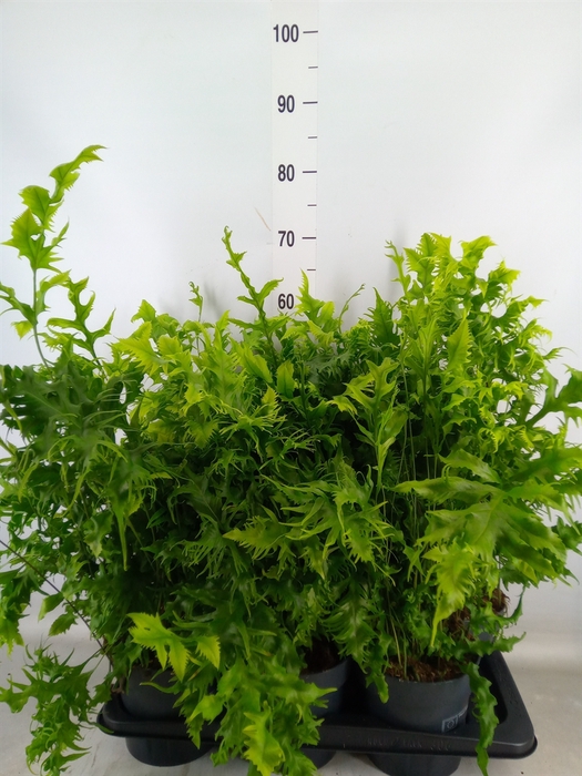 <h4>Phymatosorus scolopendria 'Hawaiia'</h4>