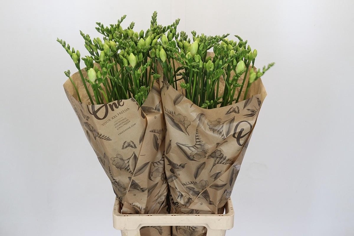 Freesia One White XXL