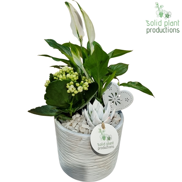 <h4>SE001 Amy White VM</h4>