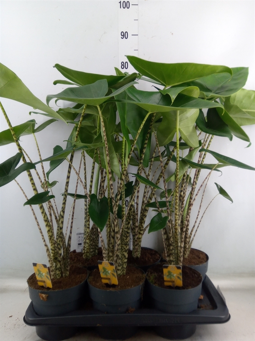 <h4>Alocasia zebrina</h4>