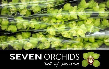 <h4>Cymb Stems Mint Ice</h4>