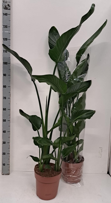 <h4>STRELITZIA NICOLAI</h4>
