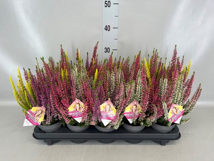 <h4>Calluna vulg. 'High Five'   ...mix</h4>