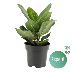 Ficus benghalensis Audrey®