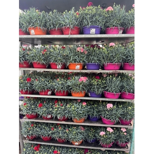 Dianthus schaal 16cm diverse