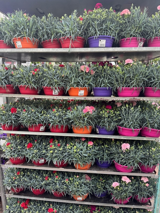 <h4>Dianthus schaal 16cm diverse</h4>