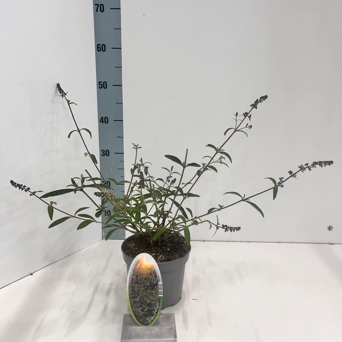 Buddleja Black Knight