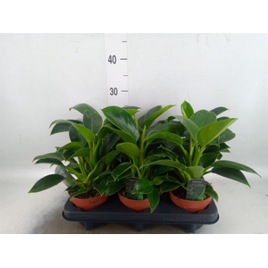 Philodendron  'Green Princess'