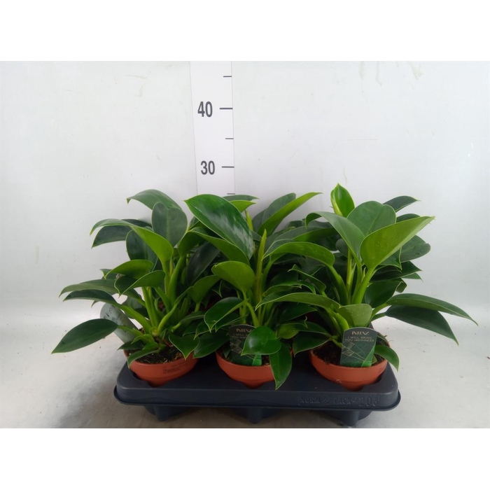<h4>Philodendron  'Green Princess'</h4>