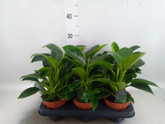 Philodendron  'Green Princess'
