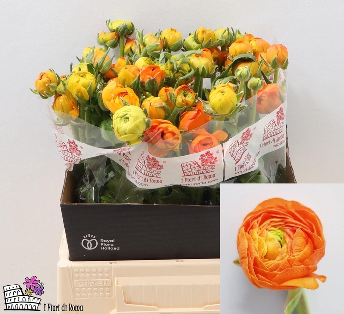 <h4>RAN EL ORANGE</h4>