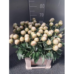 Paeo L Bowl Of Cream