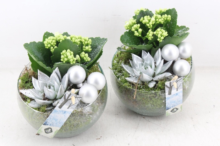 <h4>arr2 JS - Glas bol schuin zilver x6</h4>