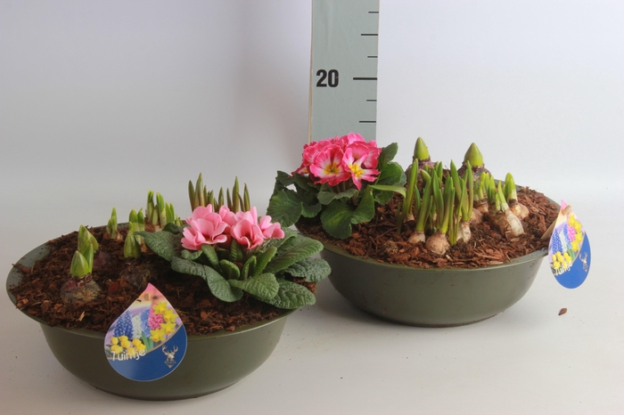 <h4>ARR BOL KNOLGEWAS</h4>