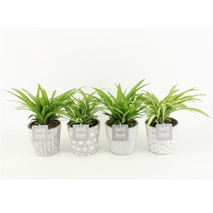 Chlorophytum Lemon en Variegatum in Star Pot
