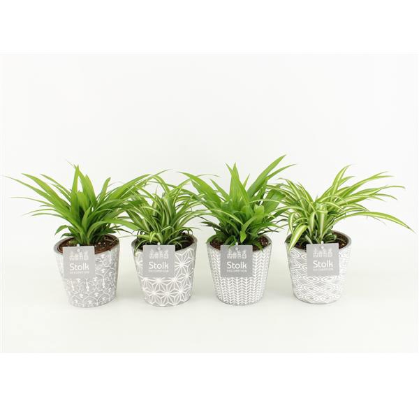 <h4>Chlorophytum Lemon en Variegatum in Star Pot</h4>