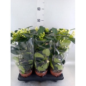 Stephanotis floribunda   ...