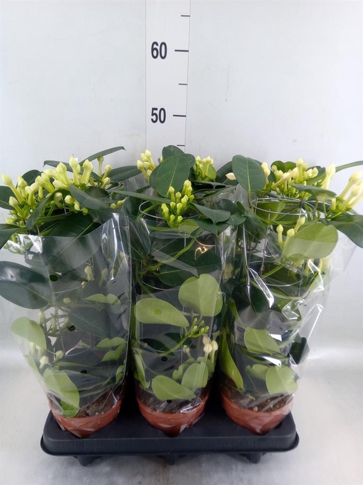 <h4>Stephanotis floribunda   ...</h4>
