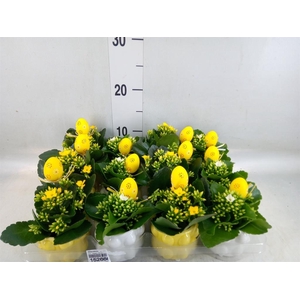 Kalanchoe   ...
