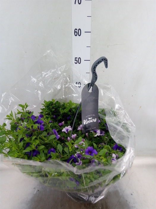 <h4>Calibrachoa   ...</h4>