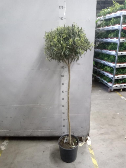 <h4>Olea europaea</h4>