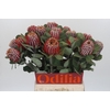 Banksia Coccinea
