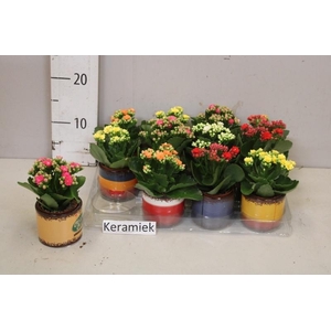 ARR KALANCHOE