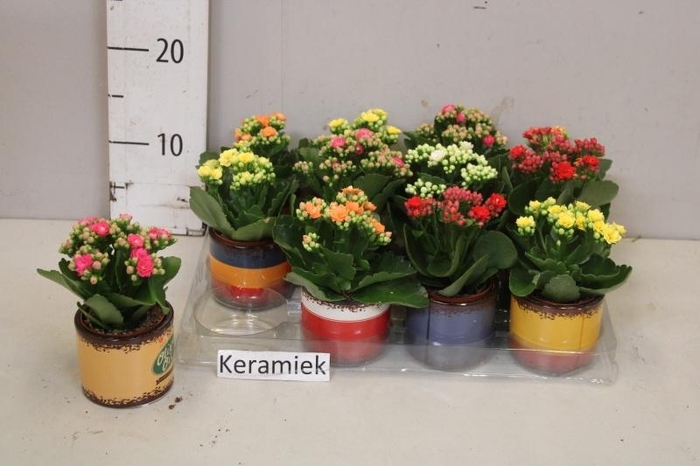 <h4>ARR KALANCHOE</h4>