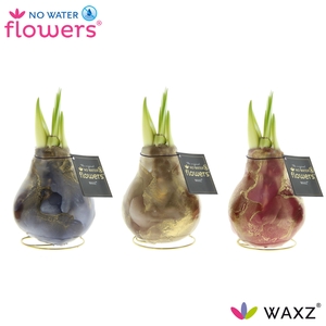 HIPP WAX