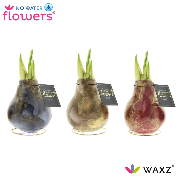 <h4>HIPP WAX</h4>