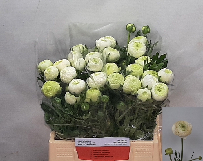 <h4>RAN AAZUR WHITE</h4>