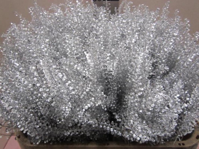 <h4>Lepidium Zilver</h4>