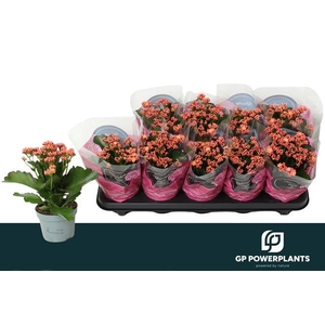 KALAN CALAN PINK PERFECTA