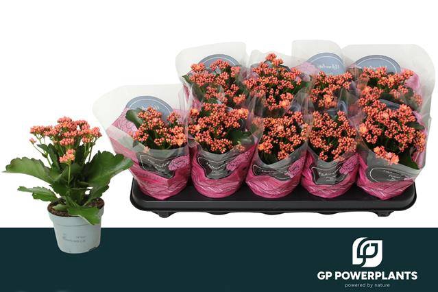 <h4>KALAN CALAN PINK PERFECTA</h4>
